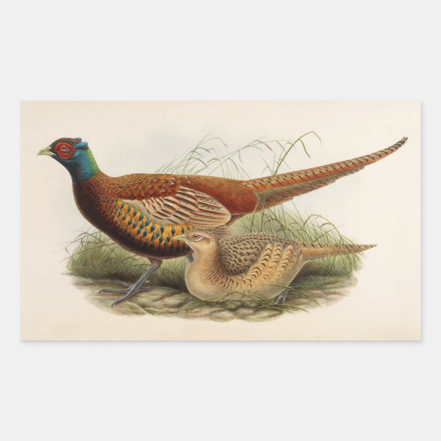 Colorful pheasant rectangular sticker (Front)