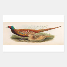 Colorful pheasant
