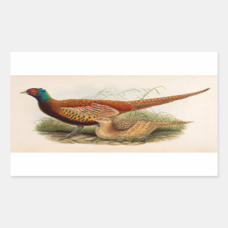 Colorful pheasant rectangular sticker