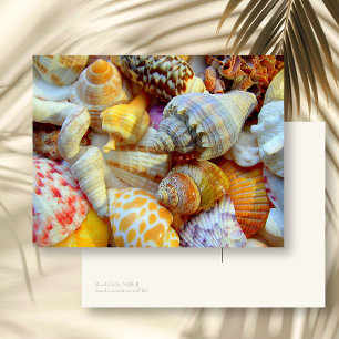 Colorful Picture of Seashells Blank Postcard