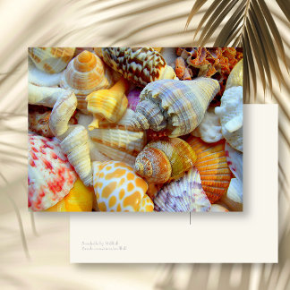 Colorful Picture of Seashells Blank Postcard