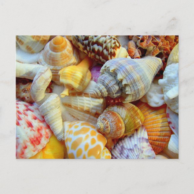 Colorful Picture of Seashells Blank Postcard (Front)
