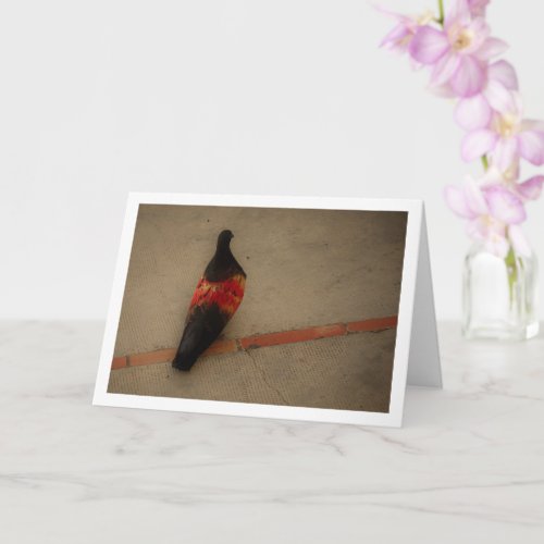 Colorful Pigeon at San Miguel Monastery Card