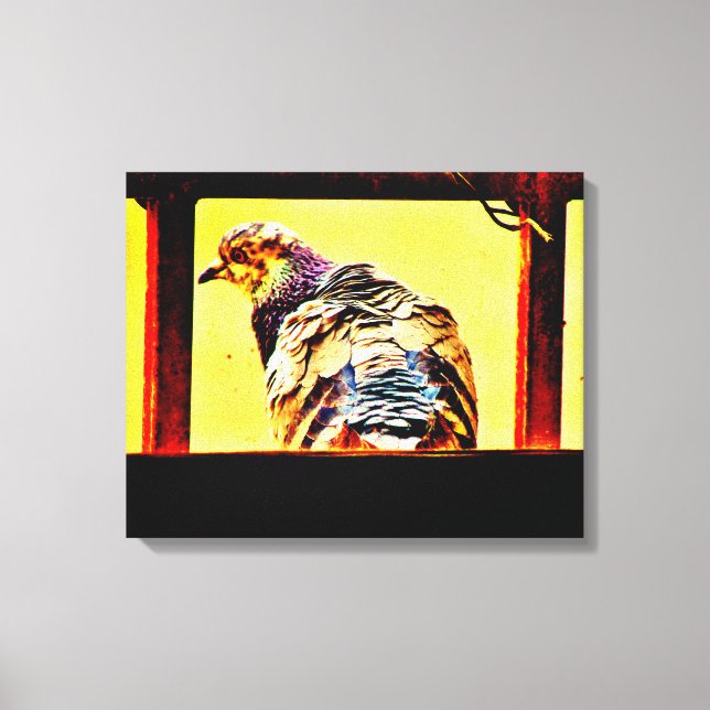 Colorful Pigeon Canvas Print (Front)