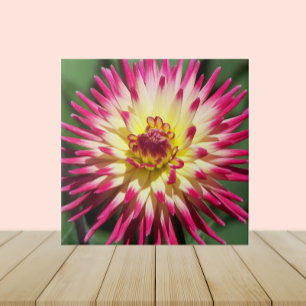 Colorful Pink Cactus Dahlia Bloom Floral Ceramic Tile