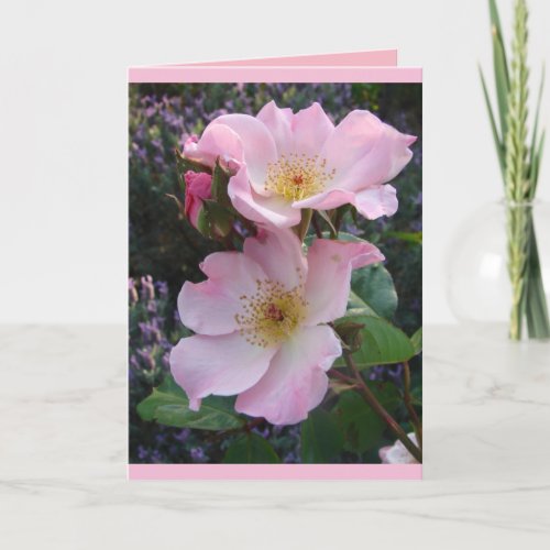 Colorful Pink Sparrieshoop Rose Greetings Card