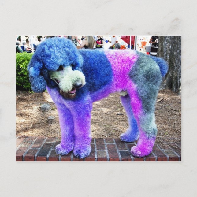 Colorful Poodle Postcard (Front)
