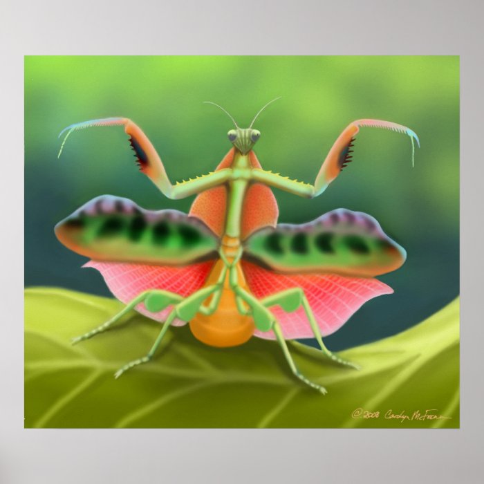 Colorful Praying Mantis Bug Poster