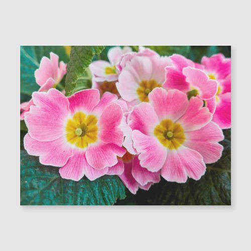 colorful primroses