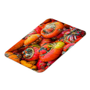 Colorful pumpkins magnet