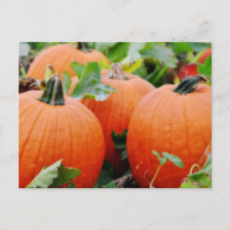 Colorful Pumpkins! Postcard