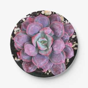Colorful Purple Echeveria Raindrops Succulent Paper Plates