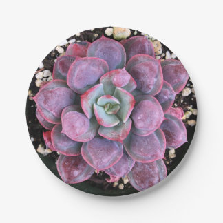 Colorful Purple Echeveria Raindrops Succulent Paper Plates