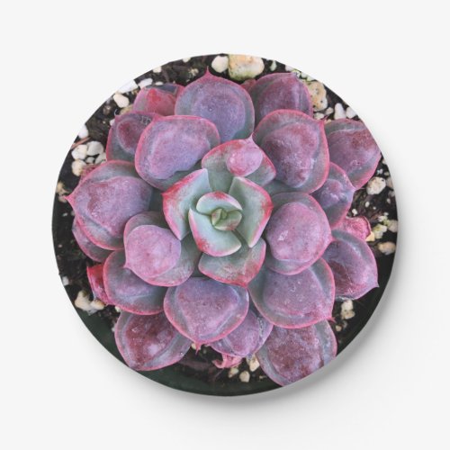 Colorful Purple Echeveria Raindrops Succulent Paper Plates