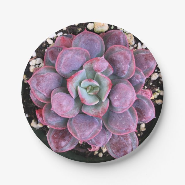 Colorful Purple Echeveria Raindrops Succulent Paper Plates (Front)