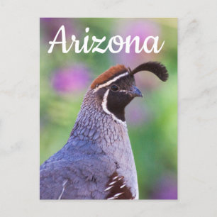 Colorful Quail, Arizona Postcard