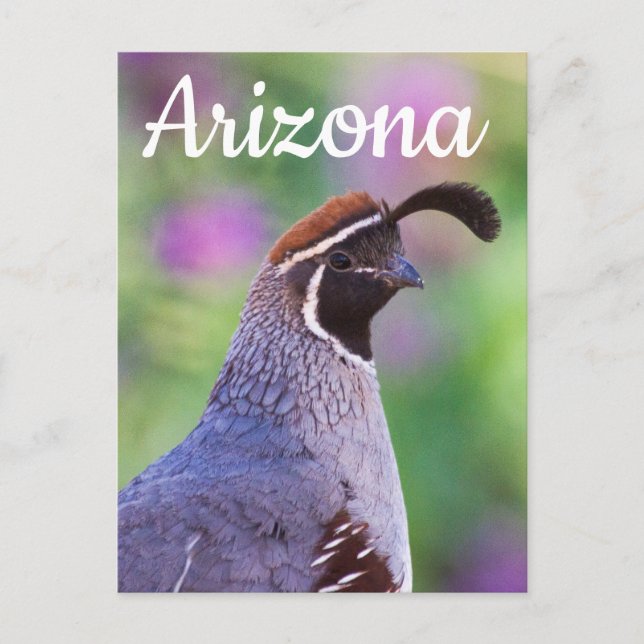Colorful Quail, Arizona Postcard (Front)