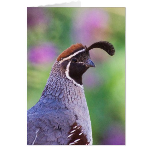 Colorful Quail Cards (Front)