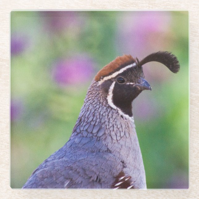 Colorful Quail Glass Coaster (Front)