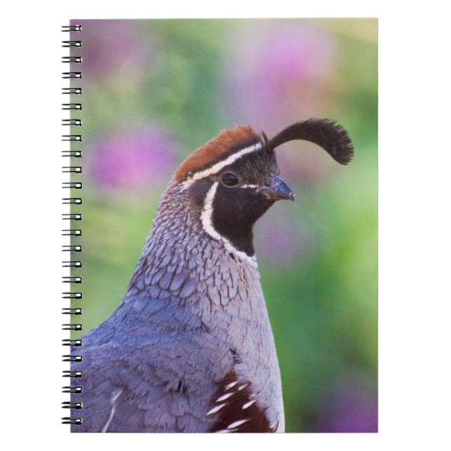 Colorful Quail Notebook (Front)