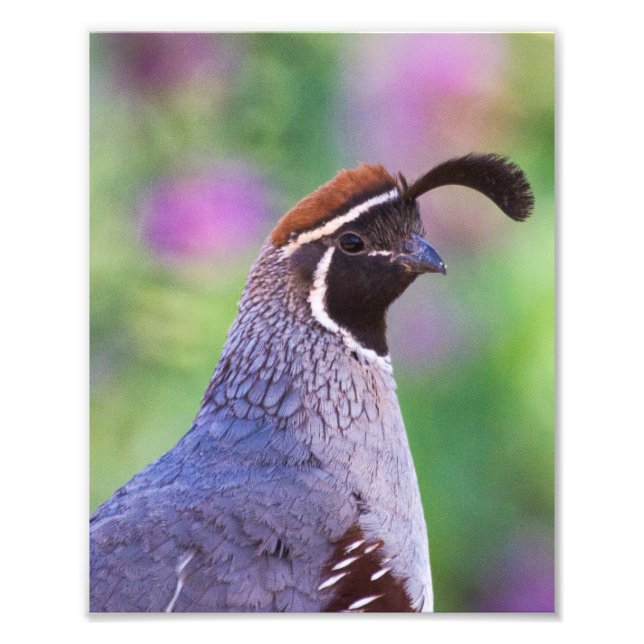 Colorful Quail Photo Print (Front)