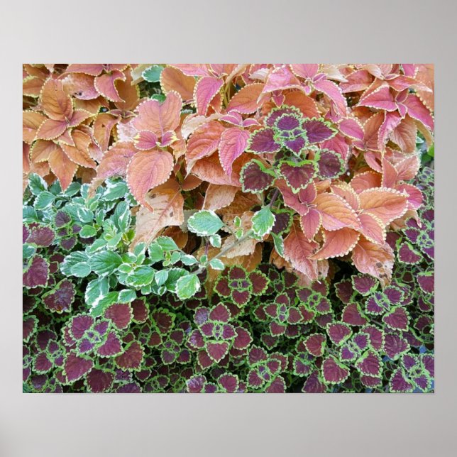 Colorful Rainbow Coleus Plants Photograph Poster (Front)
