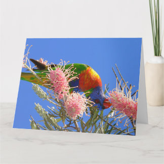 Colorful Rainbow Lorikeet Bird Eating Nectar Card