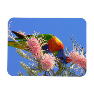 Colorful Rainbow Lorikeet Bird Eating Nectar Magnet