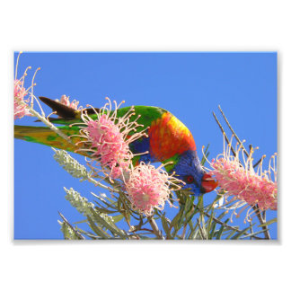 Colorful Rainbow Lorikeet Bird Eating Nectar Photo Print