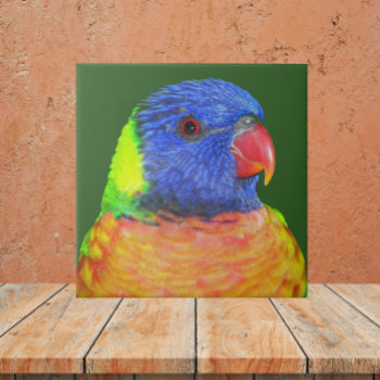 Colorful Rainbow Lorikeet Parrot Photo Ceramic Tile by northwestphotos at Zazzle