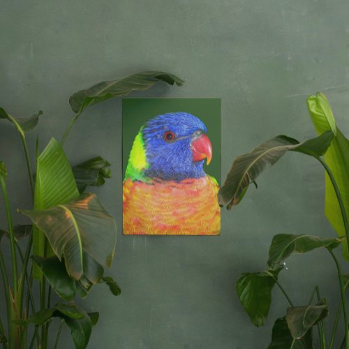 Colorful Rainbow Lorikeet Parrot Photographic Metal Print