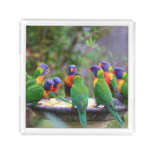 Colorful Rainbow Lorikeet Parrots Eating Acrylic Tray