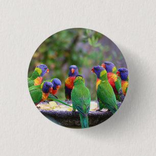 Colorful Rainbow Lorikeet Parrots Eating Button