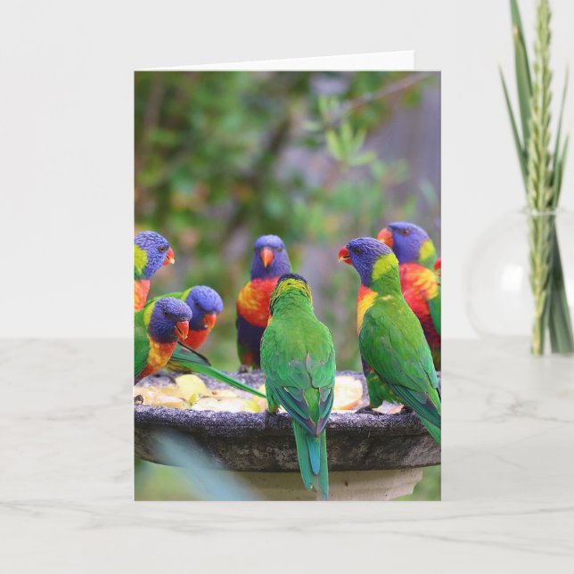 Colorful Rainbow Lorikeet Parrots Eating Card (Front)