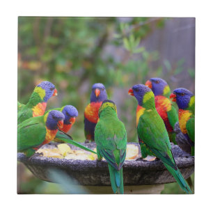 Colorful Rainbow Lorikeet Parrots Eating Ceramic Tile