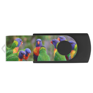 Colorful Rainbow Lorikeet Parrots Eating Flash Drive