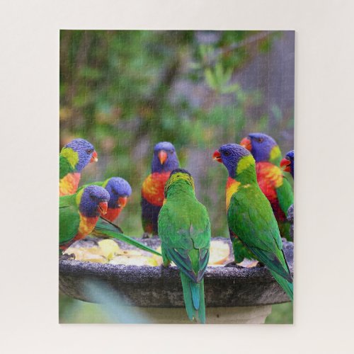 Colorful Rainbow Lorikeet Parrots Eating Jigsaw Puzzle