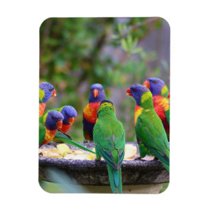 Colorful Rainbow Lorikeet Parrots Eating Magnet