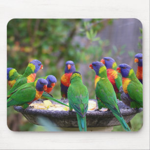 Colorful Rainbow Lorikeet Parrots Eating Mouse Pad