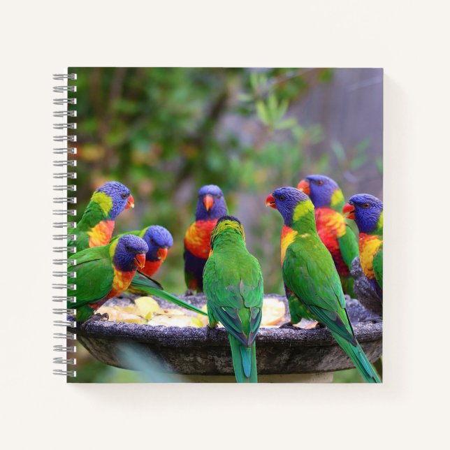 Colorful Rainbow Lorikeet Parrots Eating Notebook (Front)