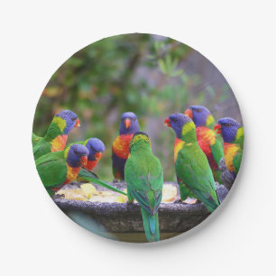 Colorful Rainbow Lorikeet Parrots Eating Paper Plates