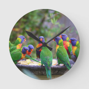 Colorful Rainbow Lorikeet Parrots Eating Round Clock