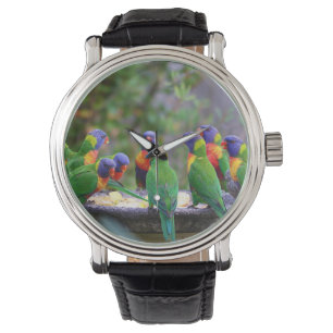 Colorful Rainbow Lorikeet Parrots Eating Watch