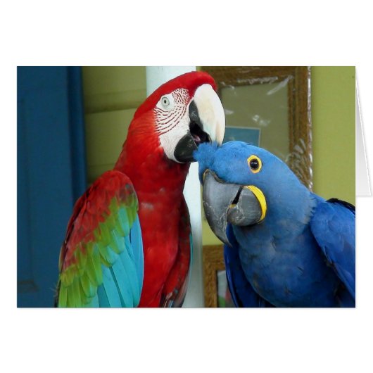 Colorful Red and Blue Macaws (Front Horizontal)