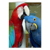 Colorful Red and Blue Macaws (Front)