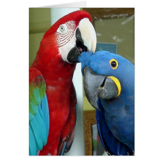 Colorful Red and Blue Macaws Cards (Front)