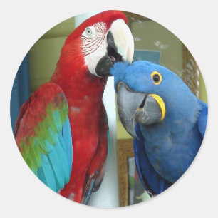 Colorful Red and Blue Macaws Classic Round Sticker