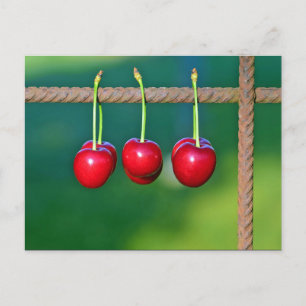 Colorful Red Cherries Fruit Photo Postcard