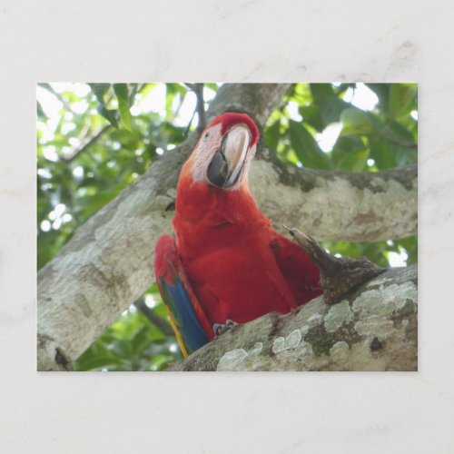Colorful Red Parrot DIY Postcard