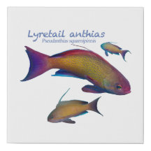 colorful Reef Fish
